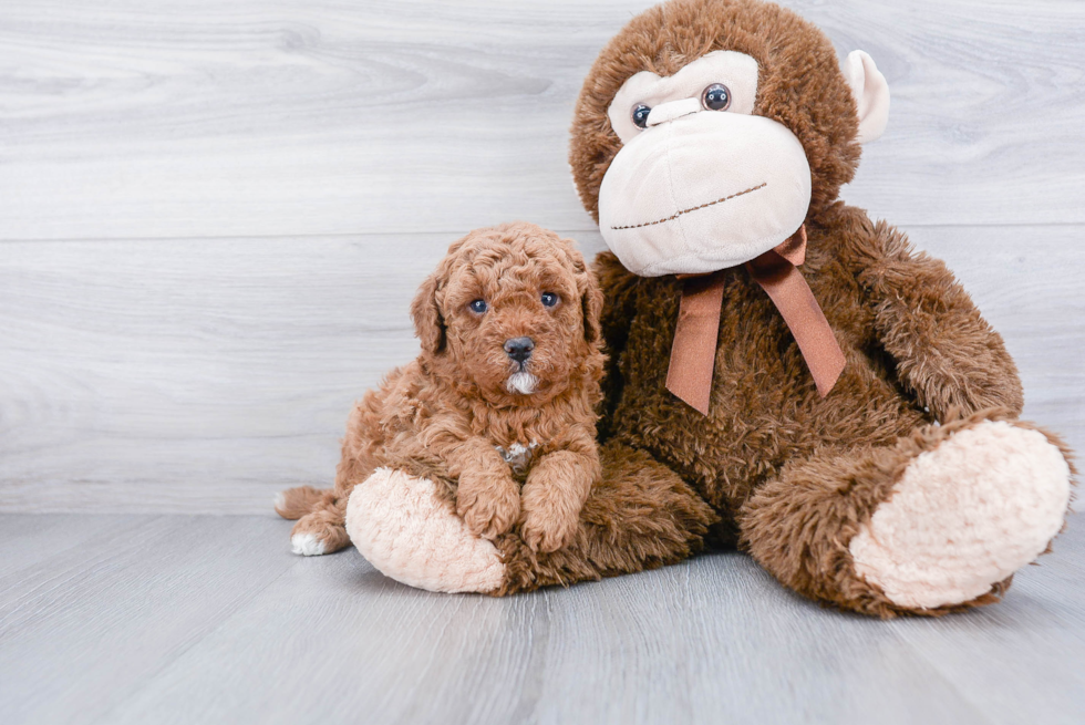 Fluffy Cavapoo Poodle Mix Pup