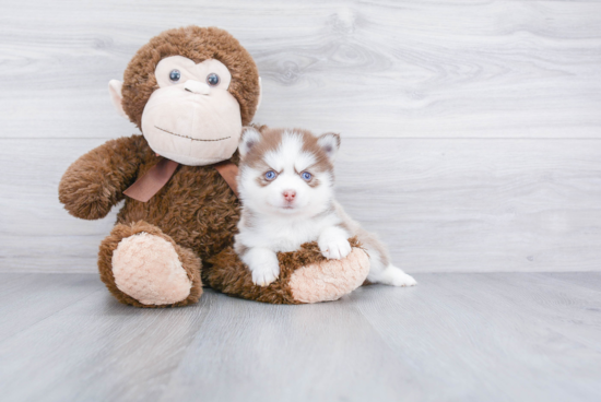 Pomsky Pup Being Cute