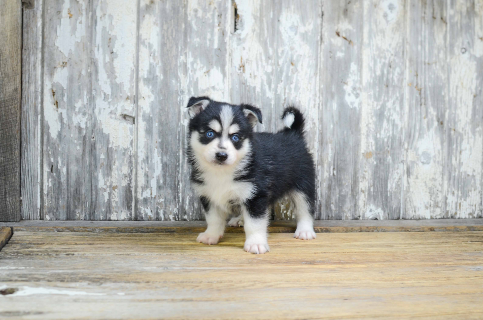 Hypoallergenic Mini Husky Designer Puppy