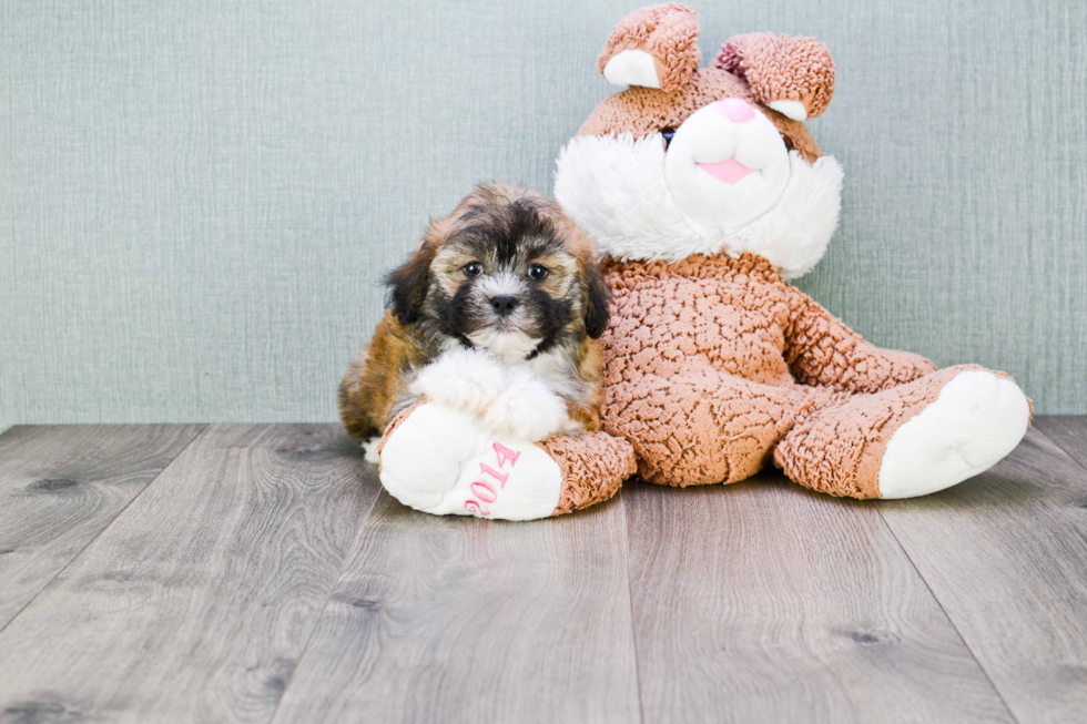 Teddy Bear Puppy for Adoption