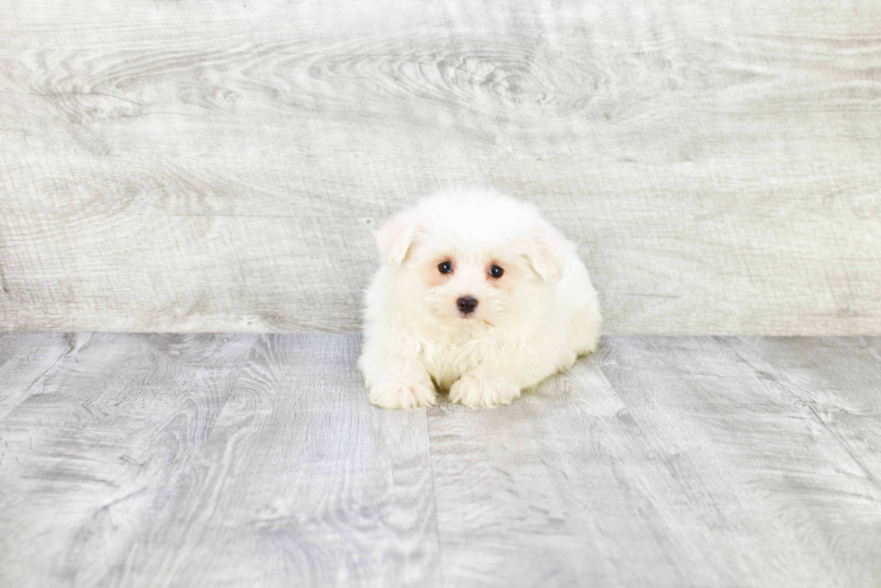 Popular Maltipom Designer Pup