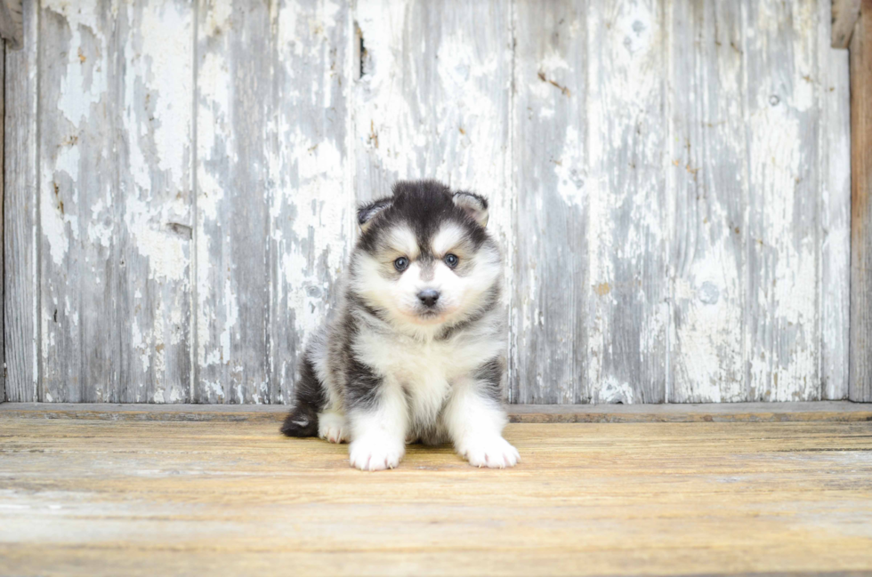 Funny Pomsky Designer Pup