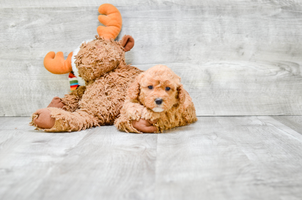 Happy Cavapoo Baby