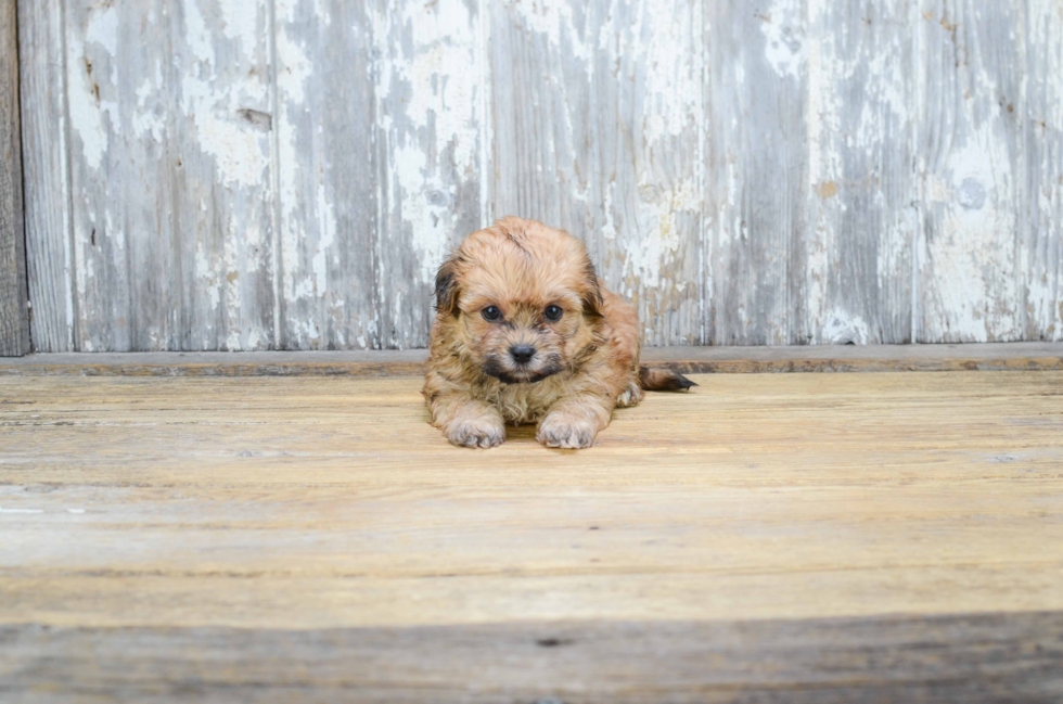 Teddy Bear Pup Being Cute