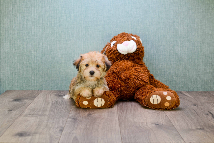 Morkie Puppy for Adoption