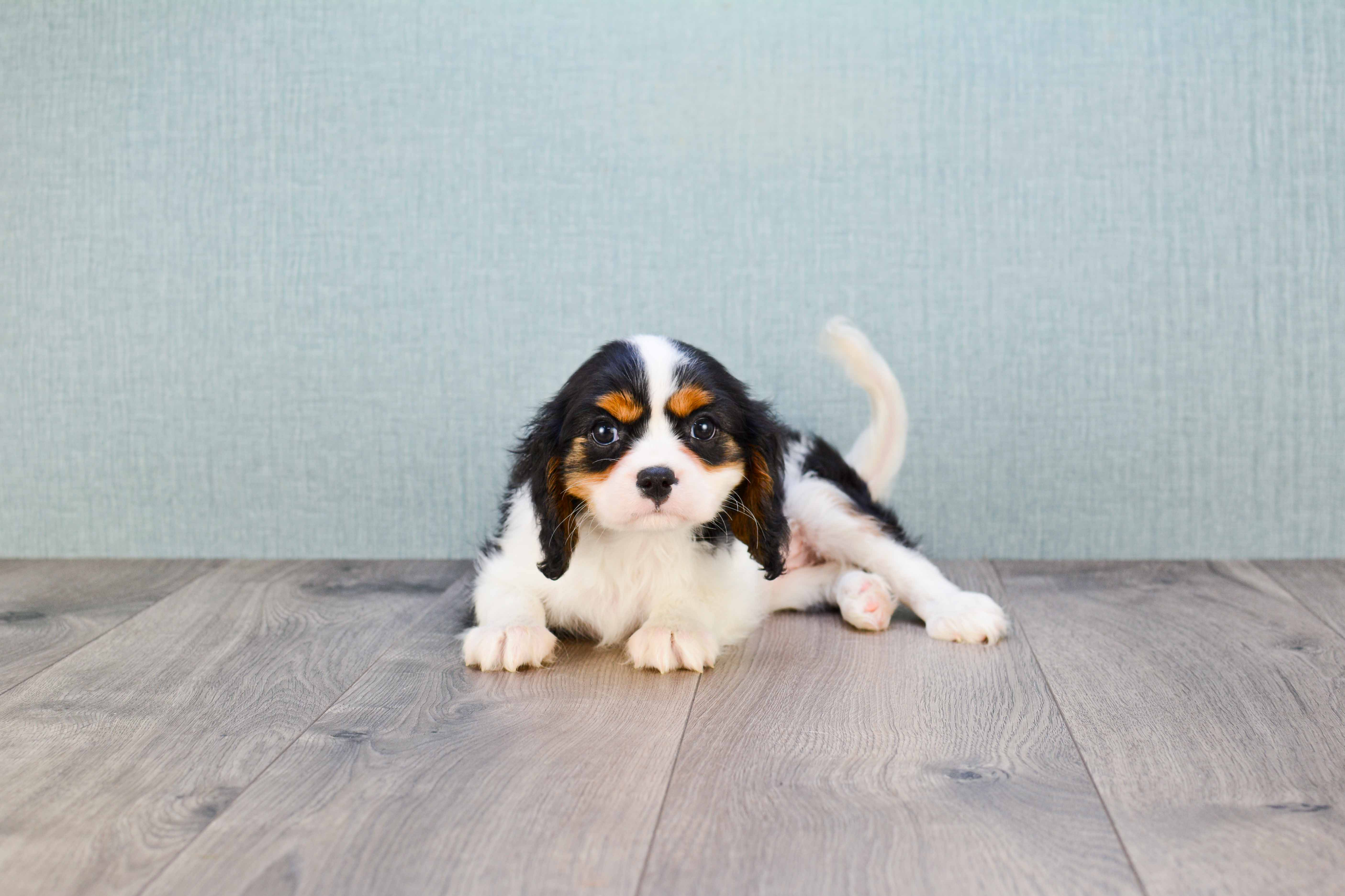 Playful Cavalier King Charles Spaniel Purebred Pup