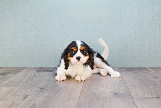 Playful Cavalier King Charles Spaniel Purebred Pup