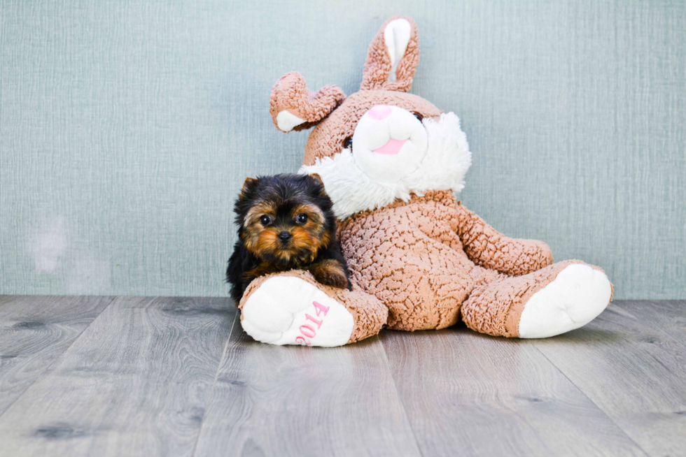 Meet Victoria - our Yorkshire Terrier Puppy Photo 