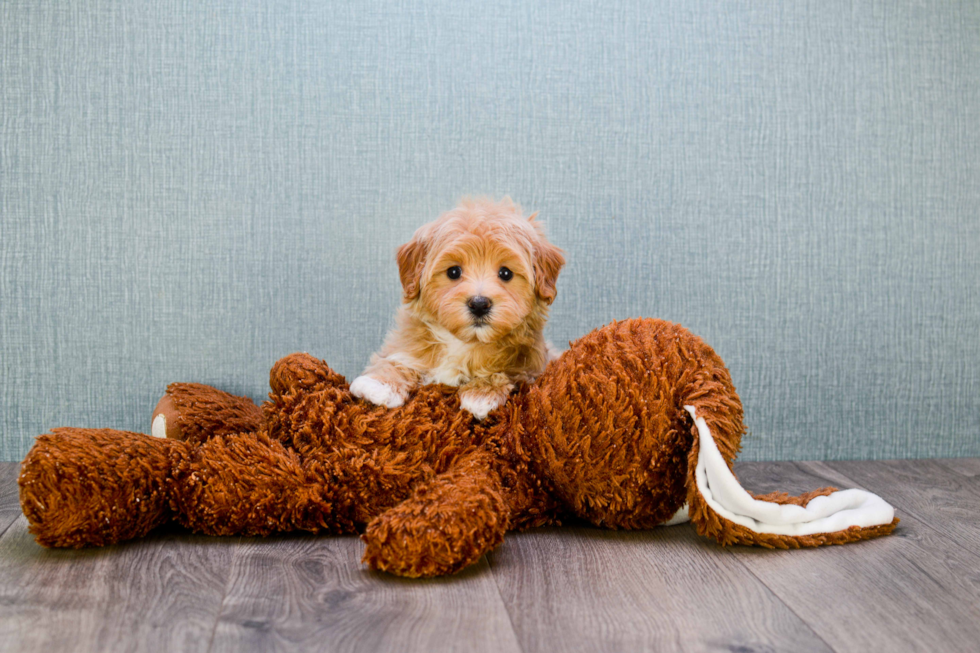 Adorable Maltepoo Poodle Mix Puppy