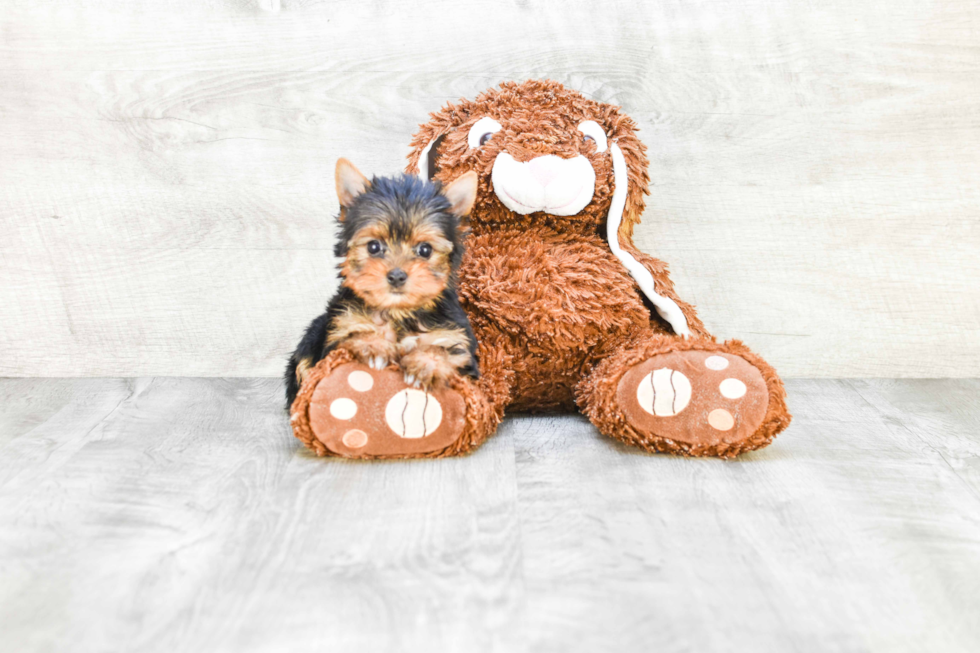 Meet Victoria - our Yorkshire Terrier Puppy Photo 