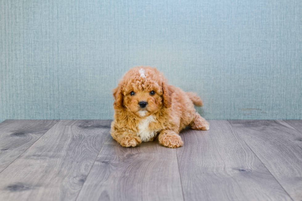 Cavapoo Pup Being Cute