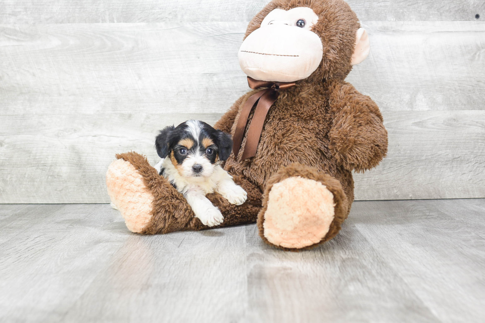 Fluffy Cavachon Designer Pup