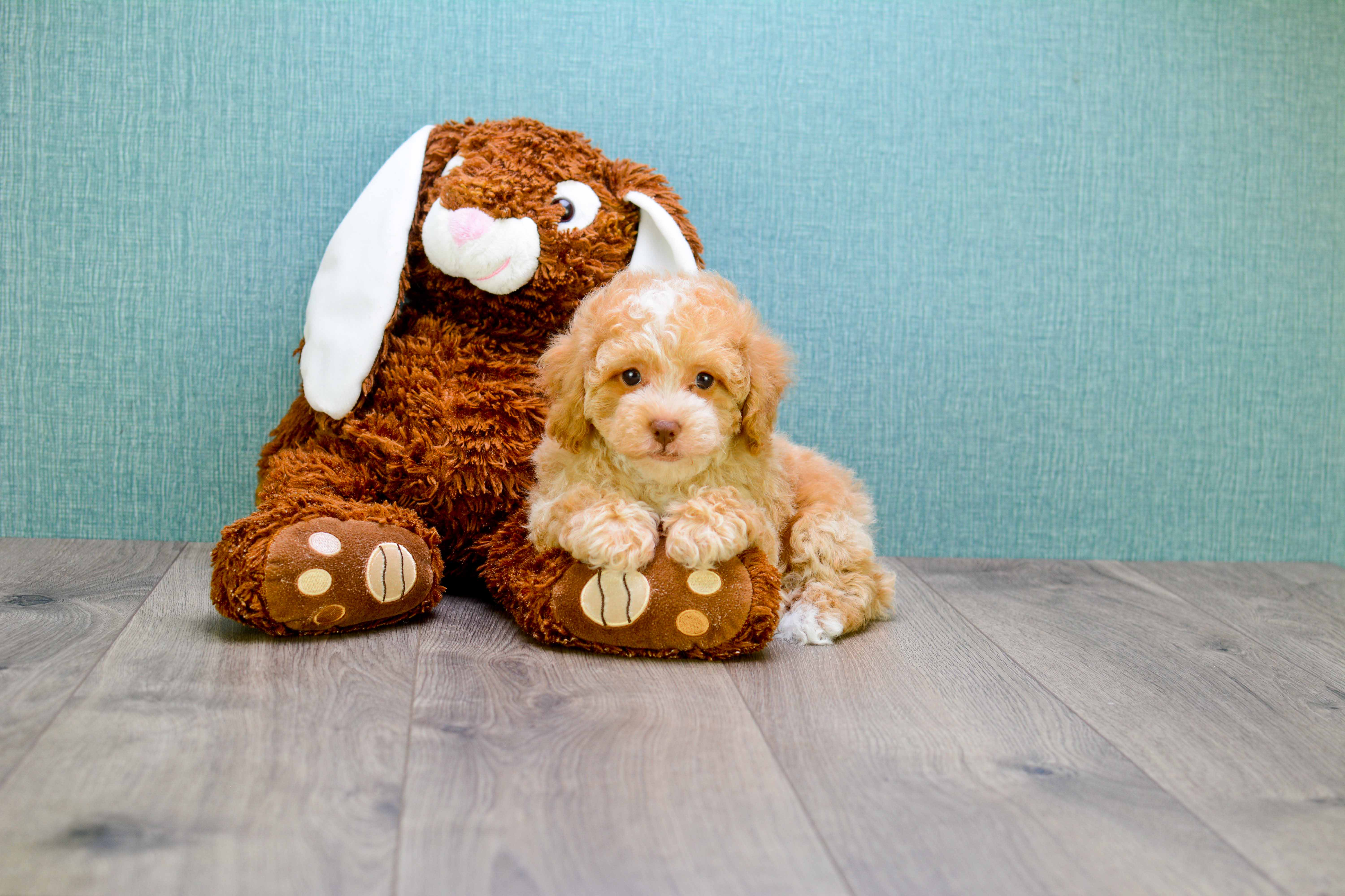 Petite Cavapoo Poodle Mix Pup