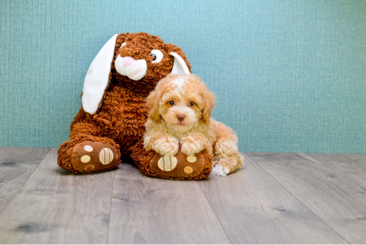 Petite Cavapoo Poodle Mix Pup