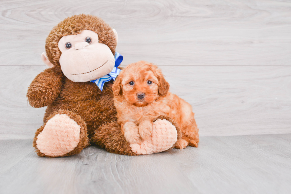 Hypoallergenic Golden Retriever Poodle Mix Puppy