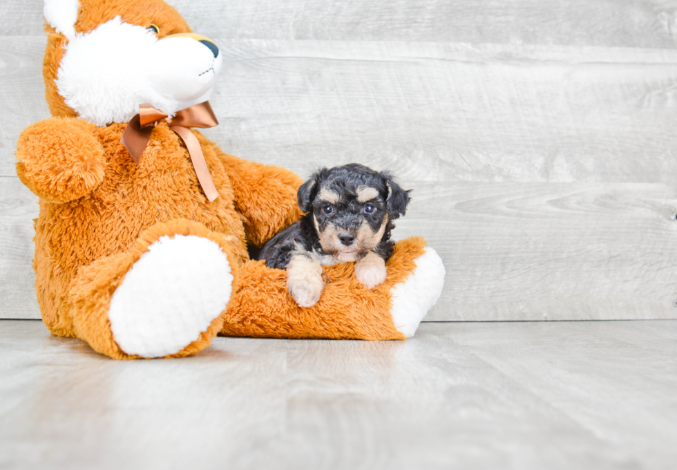 Playful Maltese Poodle Poodle Mix Puppy