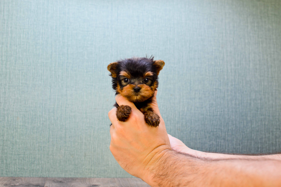 Meet Miss Perfection - our Yorkshire Terrier Puppy Photo 