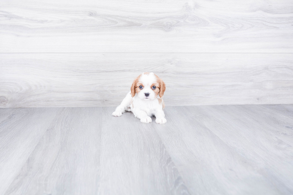 Adorable Cavalier King Charles Spaniel Purebred Puppy