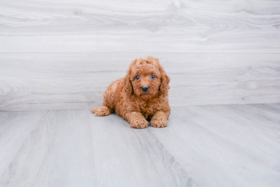 Funny Mini Goldendoodle Poodle Mix Pup