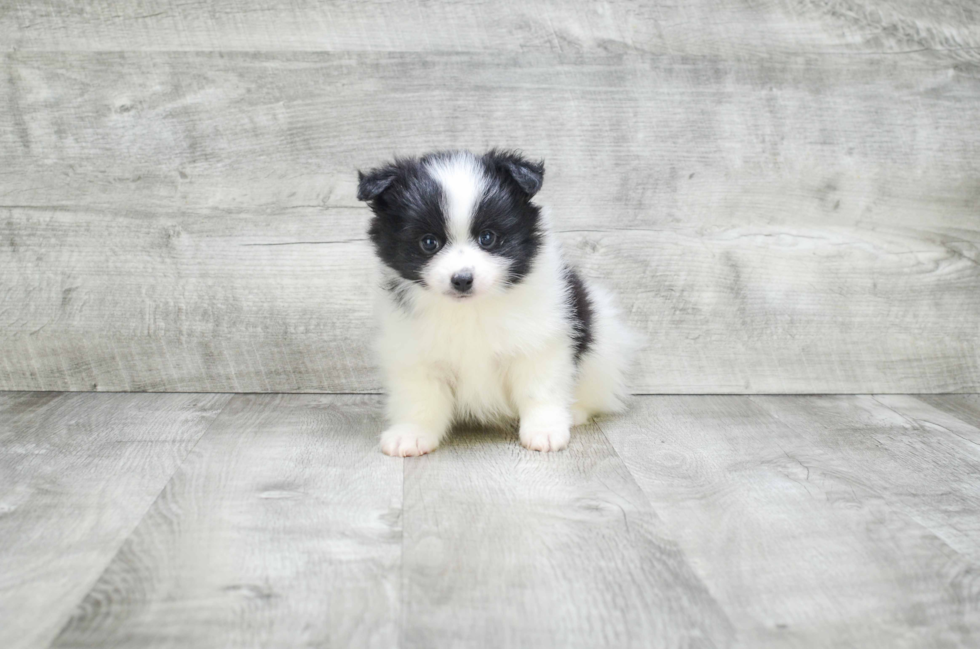 Adorable Pomeranian Purebred Puppy