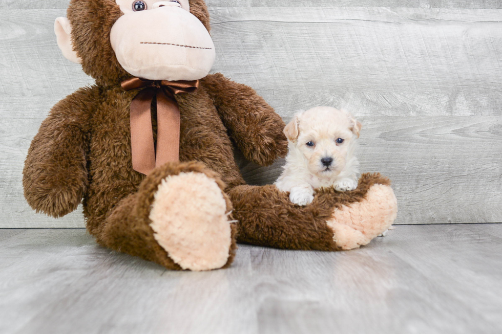 Maltipoo Pup Being Cute