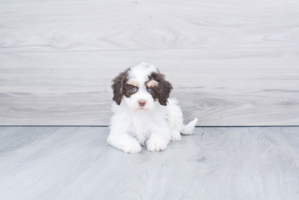 Best Mini Bernedoodle Baby