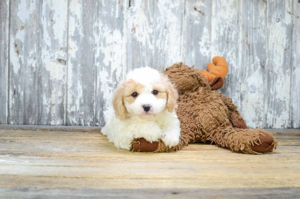 Energetic Cavalier Designer Puppy