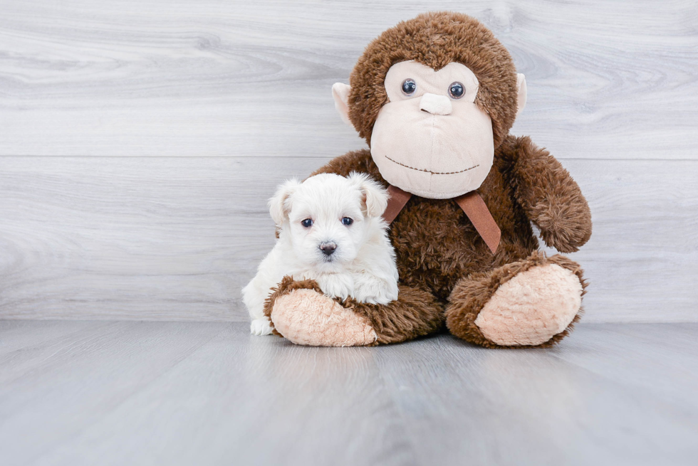 Small Maltipoo Baby