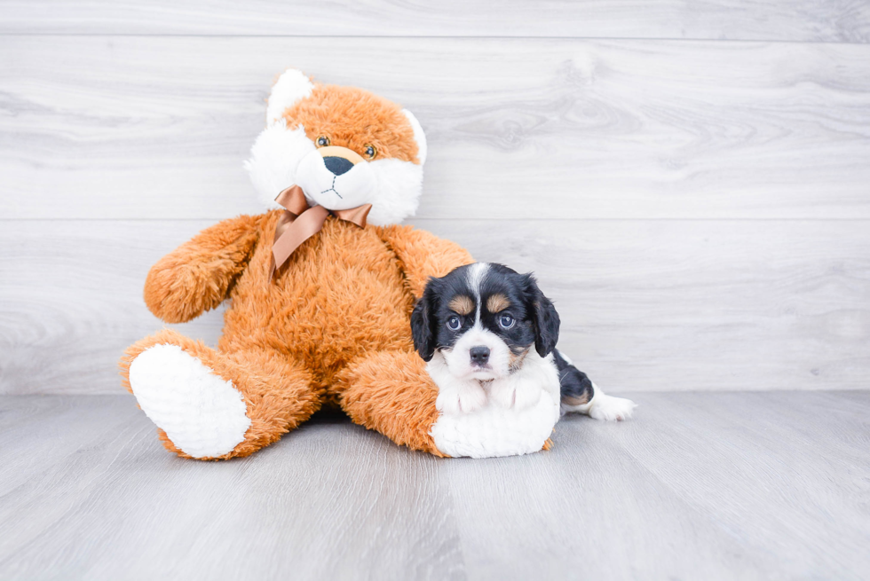 Fluffy Cavalier King Charles Spaniel Purebred Puppy