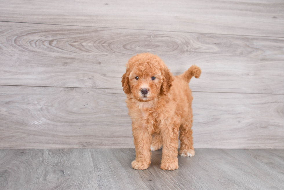 Mini Goldendoodle Puppy for Adoption