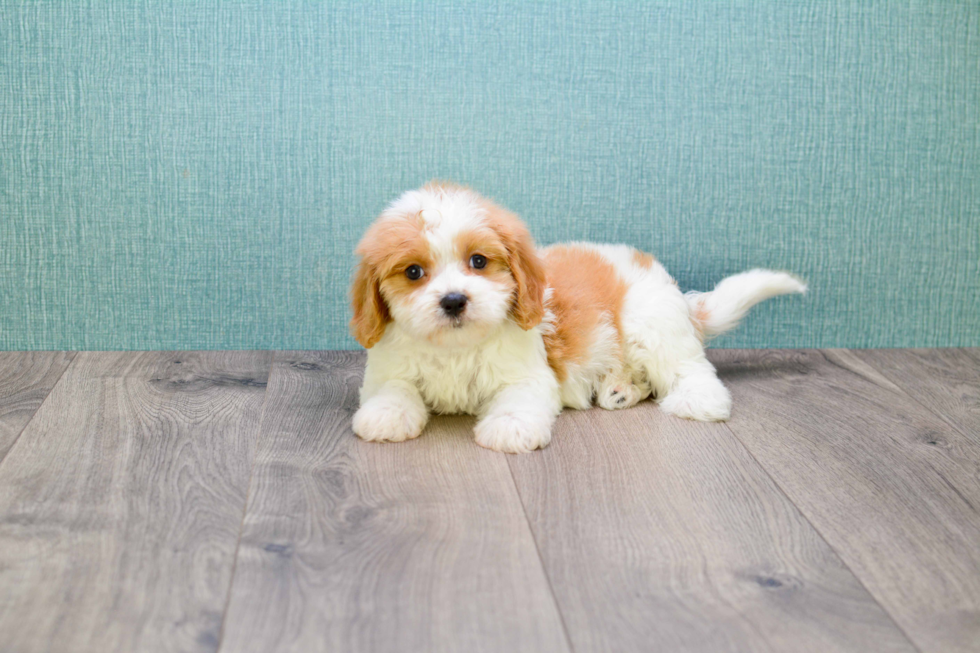 Cavachon Pup Being Cute