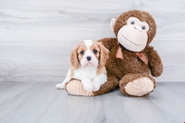 Cavalier King Charles Spaniel Puppy for Adoption