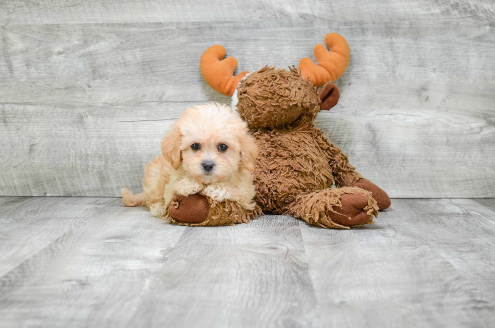 Friendly Cavachon Baby