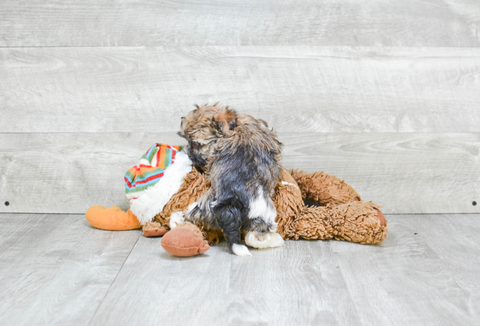 Funny Havanese Purebred Pup