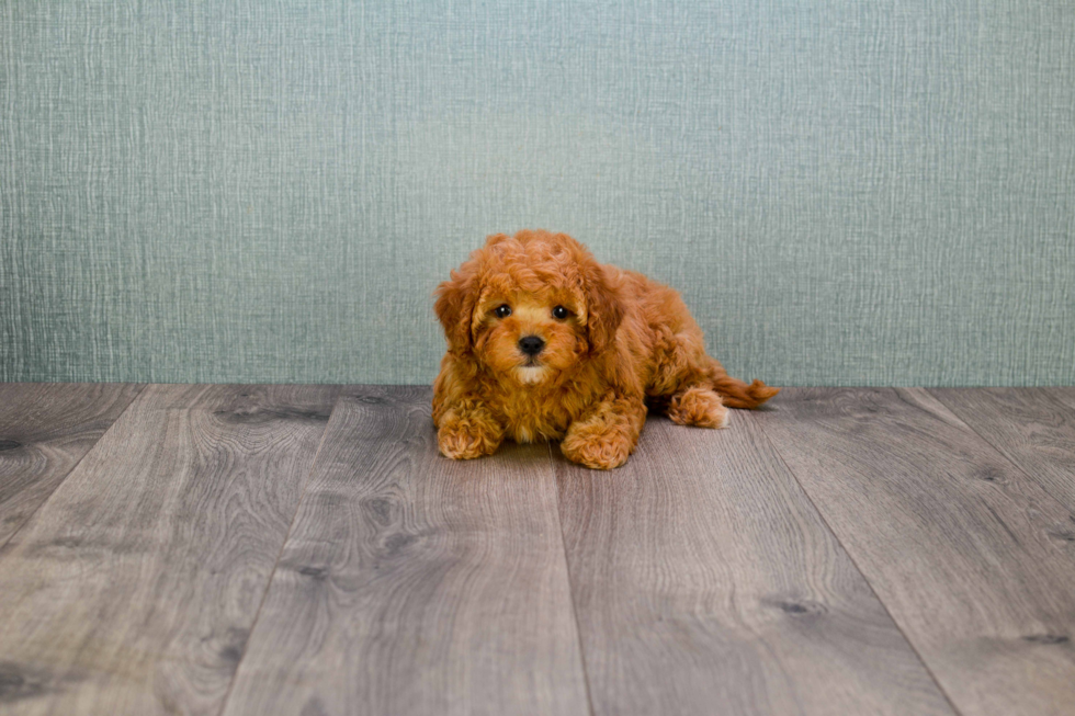 Cavapoo Puppy for Adoption