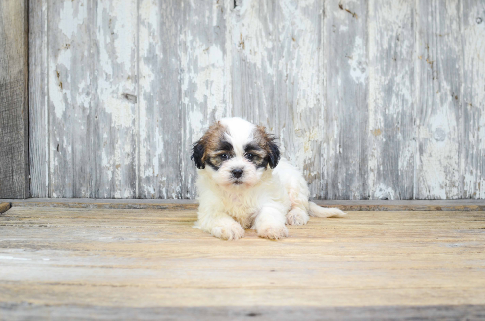 Cute Teddy Bear Baby