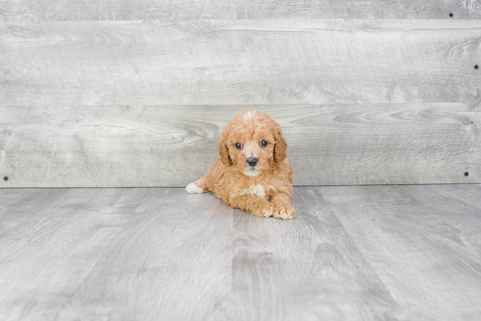 Cavapoo Pup Being Cute