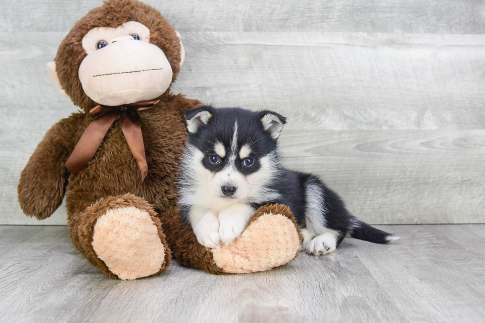 Adorable Mini Husky Designer Puppy