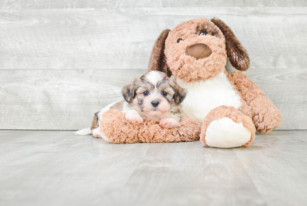 Teddy Bear Pup Being Cute