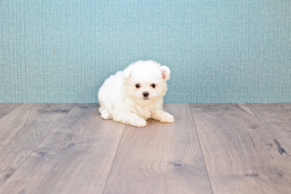 Maltese Pup Being Cute