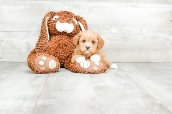 Cavapoo Puppy for Adoption