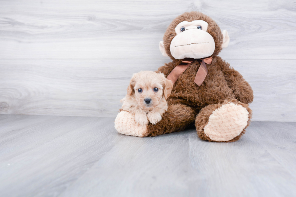 Cavachon Puppy for Adoption