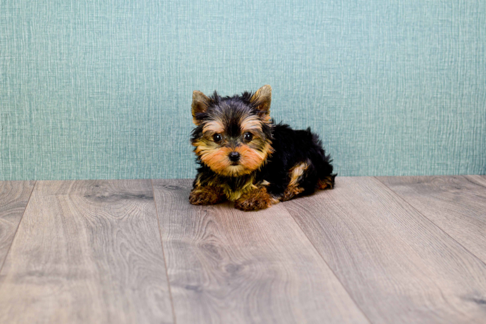 Meet Rocky - our Yorkshire Terrier Puppy Photo 