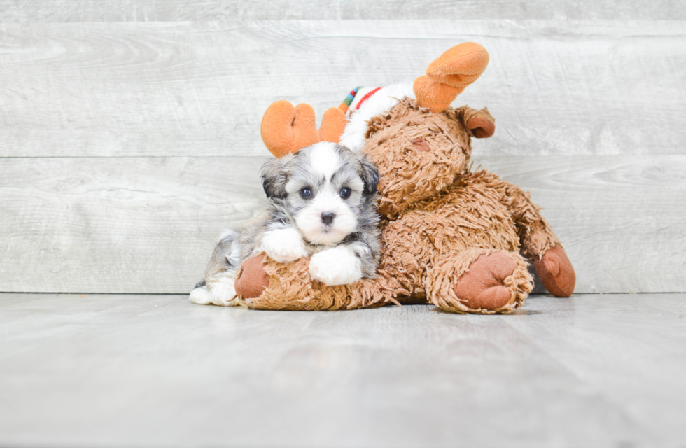 Friendly Havanese Purebred Pup