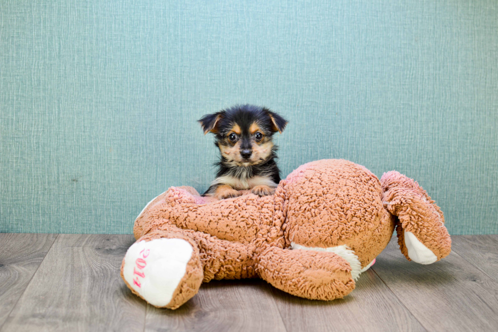 Morkie Puppy for Adoption