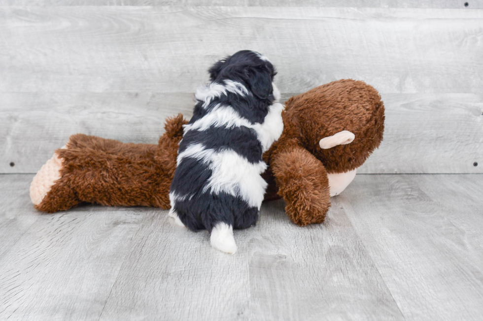 Havanese Pup Being Cute