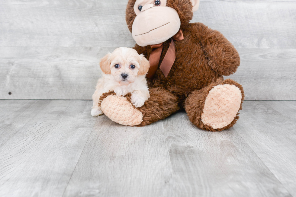 Best Maltipoo Baby