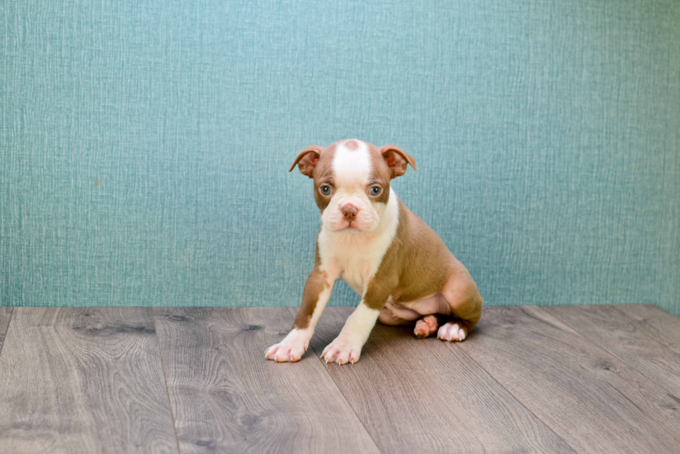 Little Boston Terrier Purebred Pup