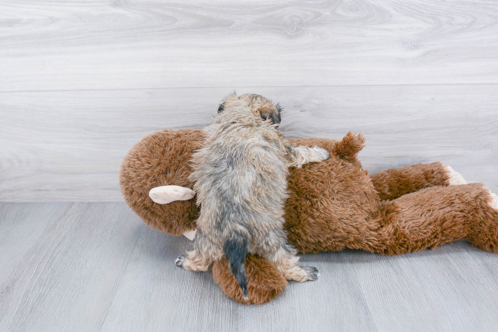 Maltipoo Pup Being Cute