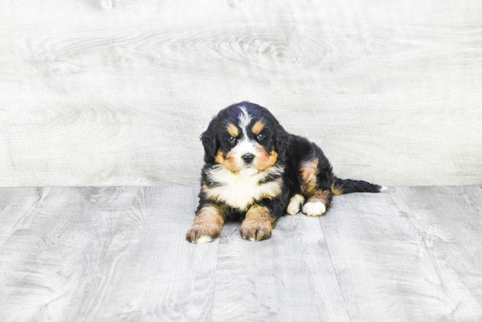 Mini Bernedoodle Puppy for Adoption